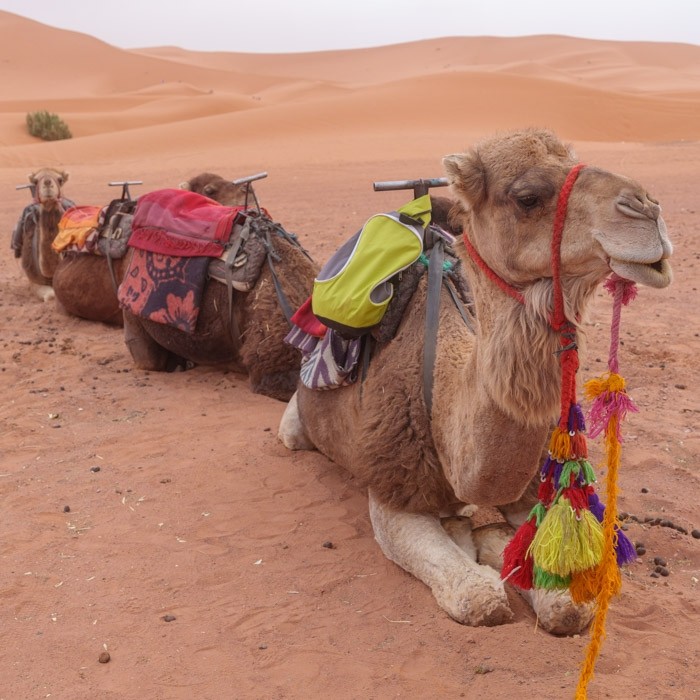 Sahara Desert Tour & Marrakech, MOROCCO - 13 to 17 Sep 2023