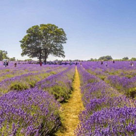 Woodmansterne Lavender Fields: A Sunday Walk - 14 Jul 2024