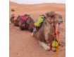 Sahara Desert Tour & Marrakech, MOROCCO - 08 to 12 June 2022