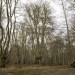 Sunday Walk - Epping Forest Introductory Hike for Beginners