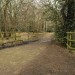 Epping Forest Sunday Stroll: Embracing Nature's Serenity