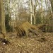 Epping Forest Sunday Stroll: Embracing Nature's Serenity