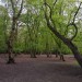 Highgate Wood and Queen's Wood walk - Monday 