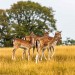 Kentish countryside - National Trust's Knole House and deer park - Saturday