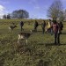 Kentish countryside - National Trust's Knole House and deer park - Saturday