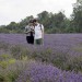 Lavender Fields walk - Woodmansterne - Monday