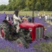 Lavender Fields walk - Woodmansterne - Monday