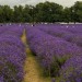 Lavender Fields walk - Woodmansterne