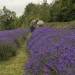 Lavender Fields walk - Woodmansterne - Sunday
