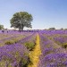 Lavender Fields walk - Woodmansterne -Sunday