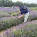 Lavender Fields walk - Woodmansterne -Sunday