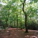 Lesnes Abbey Woods with Bostall Woods walk 