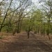 Oxleas Wood and Shooter’s Hill walk - Monday