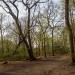 Oxleas Wood and Shooter’s Hill walk - Monday