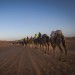 Sahara Desert Tour & Marrakech, MOROCCO